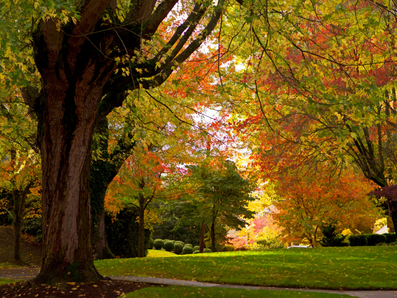 осень, деревья, парк