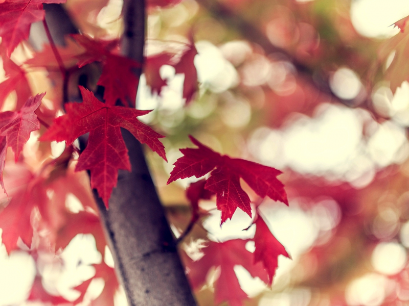 природа, бордовые, боке, дерево, осень, листья, ветка