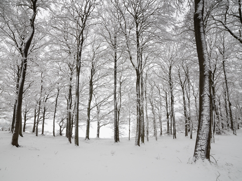 зима, лес, снег, деревья, англия