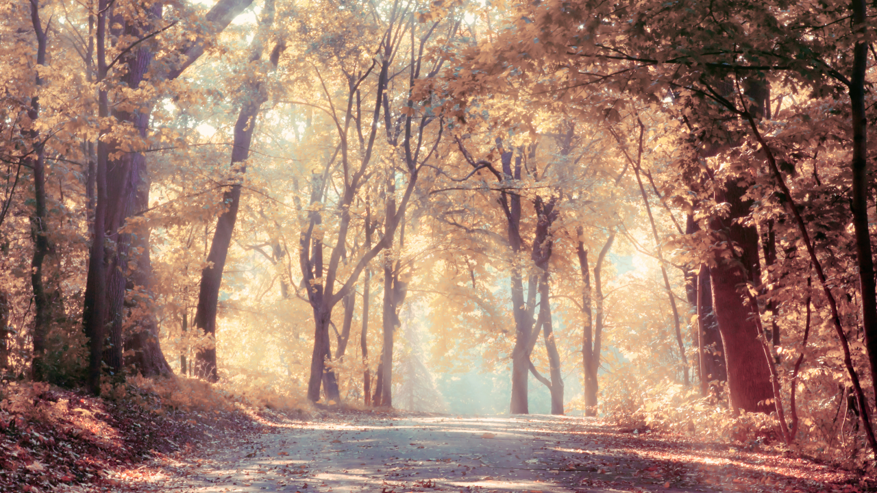 autumn trees , sunbeams, nature, beautiful, landscape, leaves, road, fog