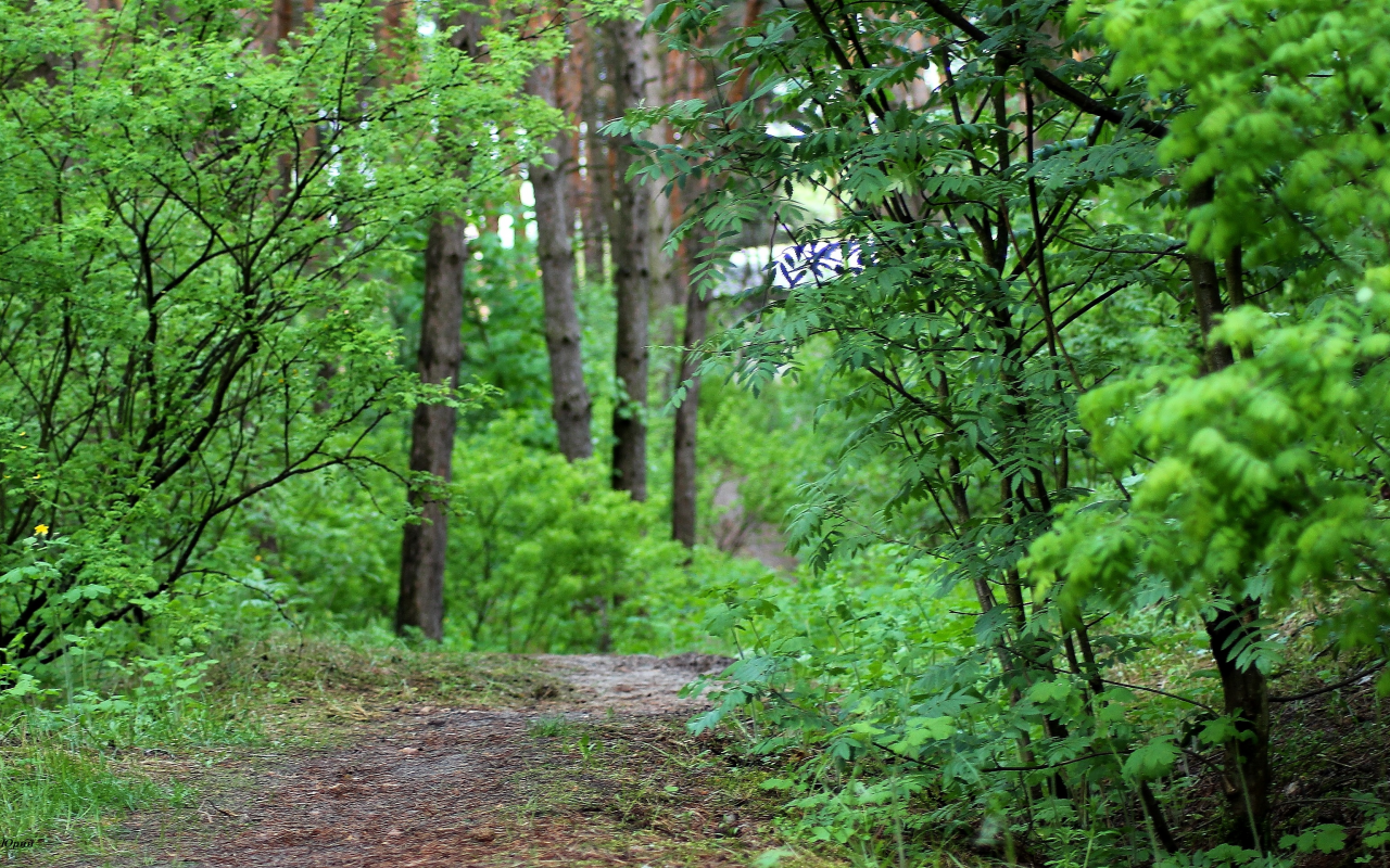 лес, дорога, проселок