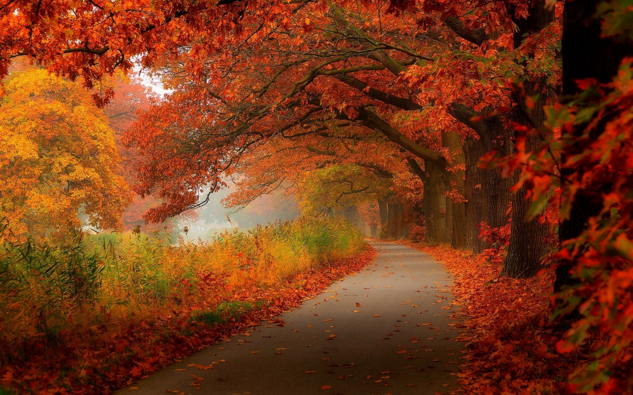 leaves, park, autumn, walk, forest, nature, лес, деревья, trees, листья, hdr