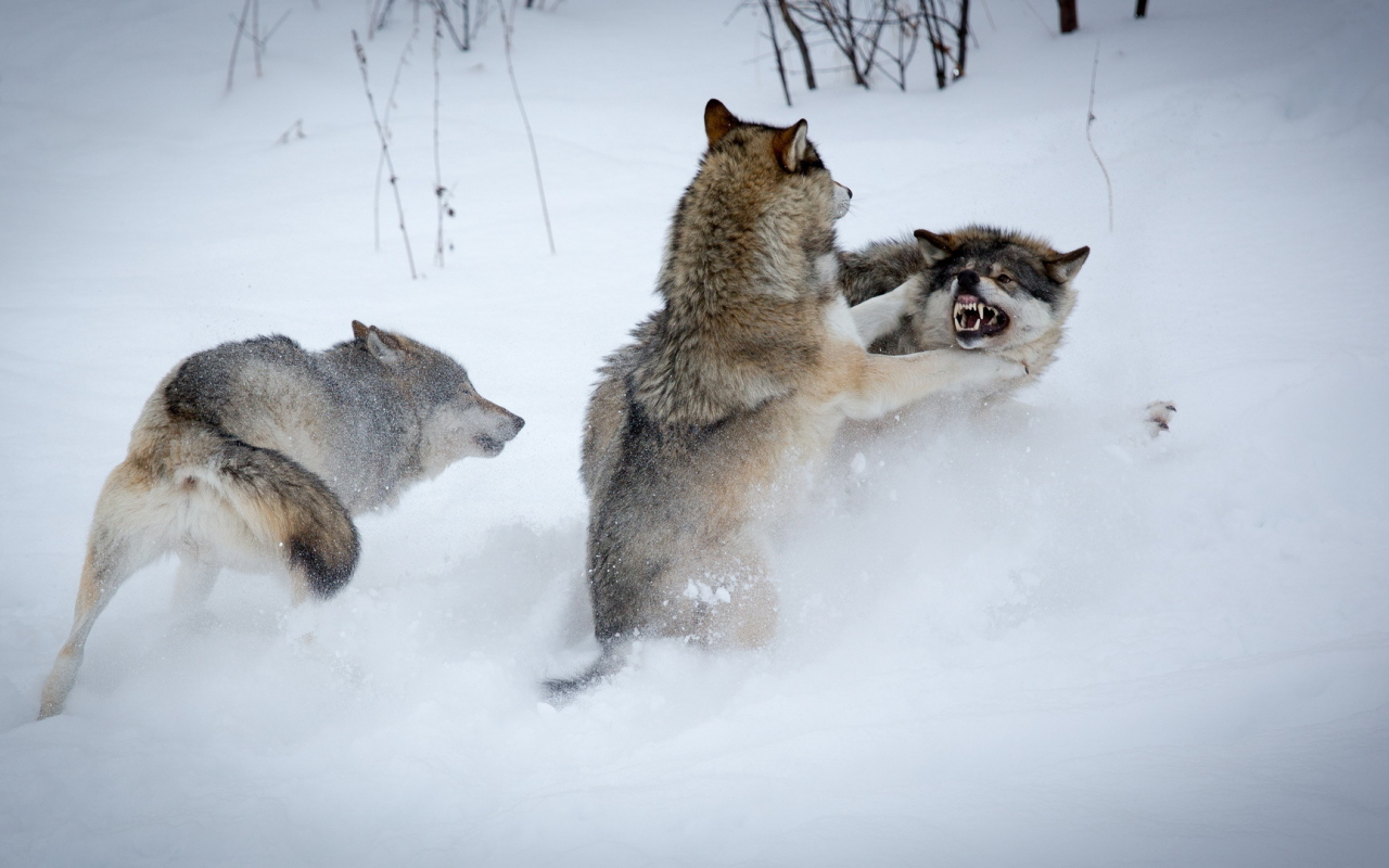 зима, волки, борьба, снег
