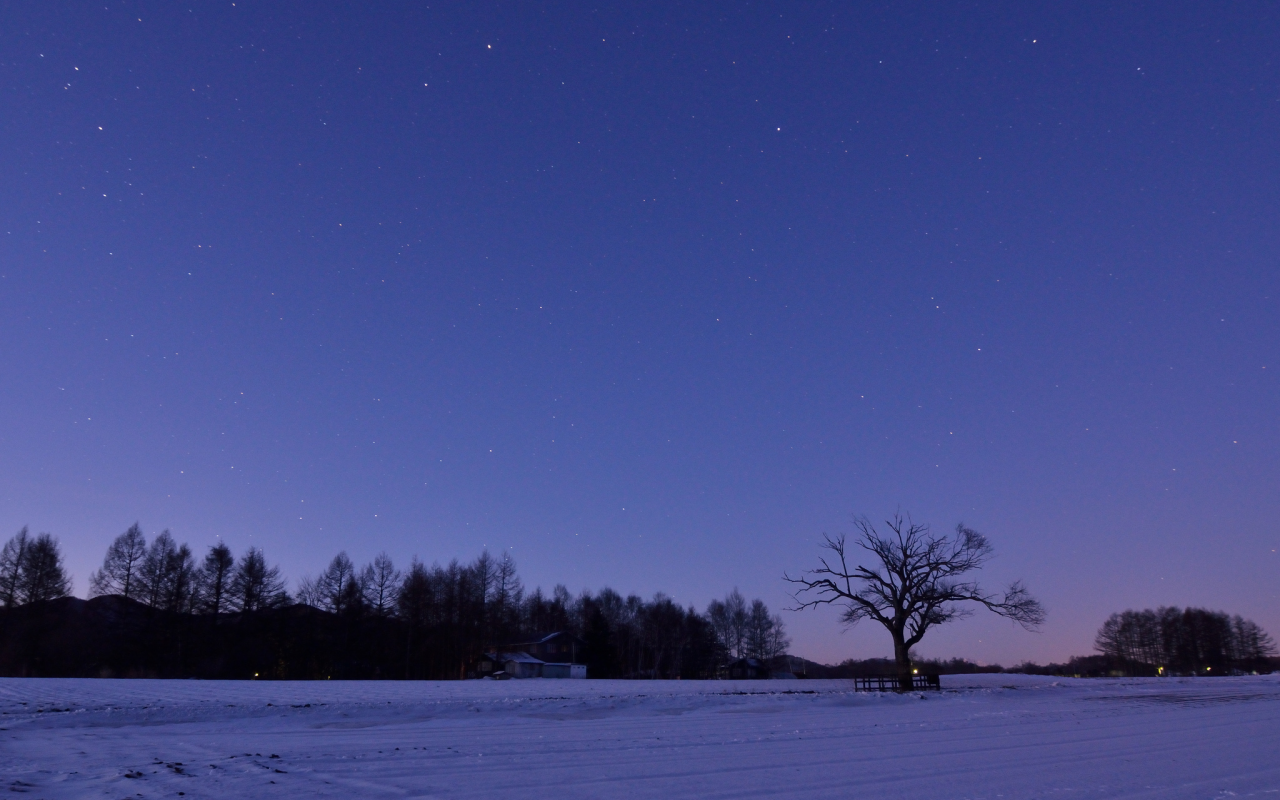 ночь, зима, япония, деревья, небо, поле, сиреневое, снег