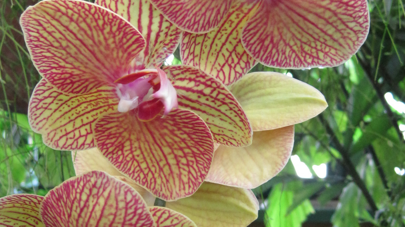 Орхидея, Ботанический сад, выставка