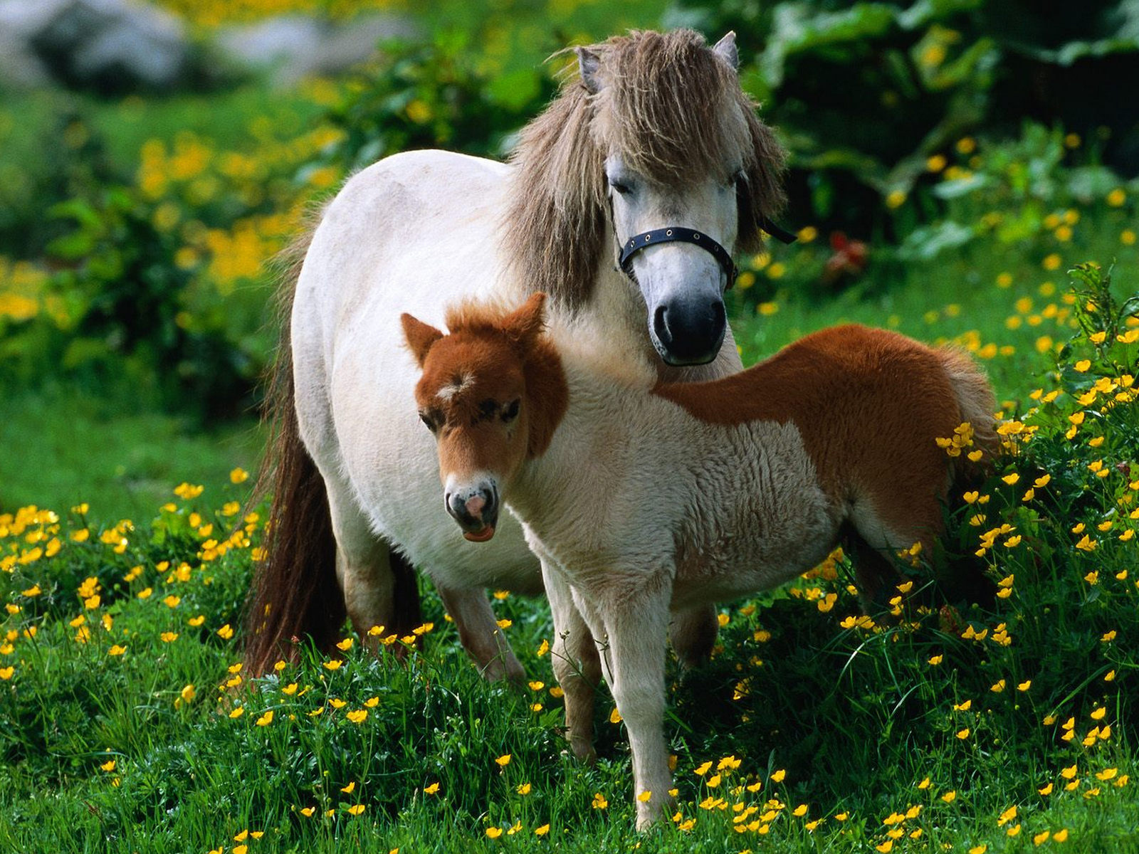 лошадь, жеребёнок, трава