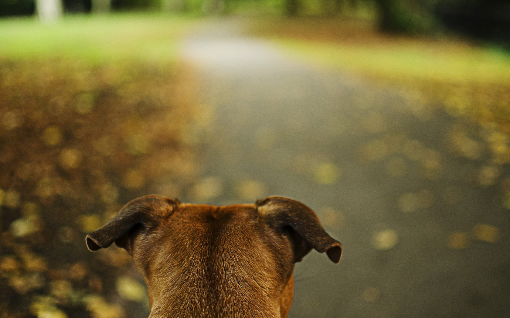 парк, собака, дорога, настороженность, уши