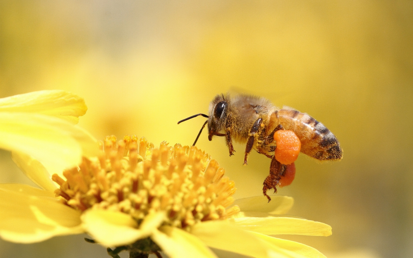 макро, цветок, пчела, насекомое