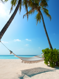 green plant, beaches, hammock, white sand, boat, palm trees