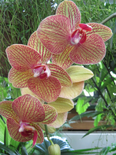 Орхидея, Ботанический сад, выставка