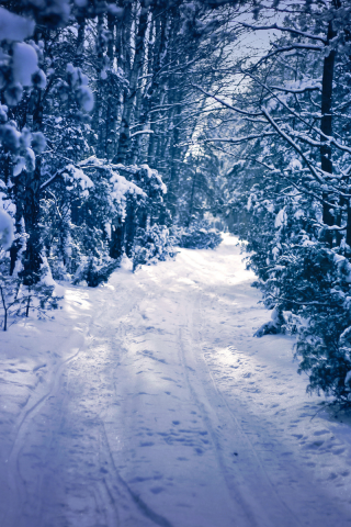 дорога, зима, деревья, лес, снег