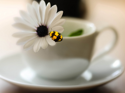 цветок, блюдце, насекомое, размытость, чашка