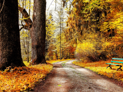 парк, листья, осень, желтые, природа, кусты, деревья