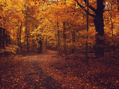 осень, деревья, листва, дорога, лес, асфальт, ветки