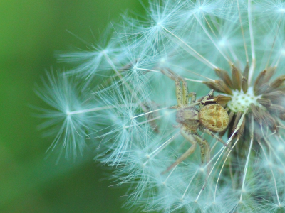 паук в одуванчике, трава