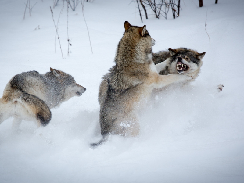 зима, волки, борьба, снег