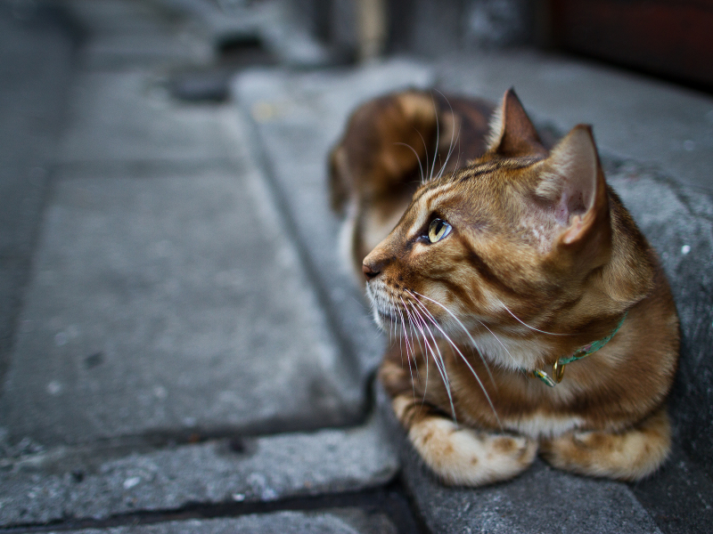 взгляд, ошейник, котэ, кошка, лапы, кот