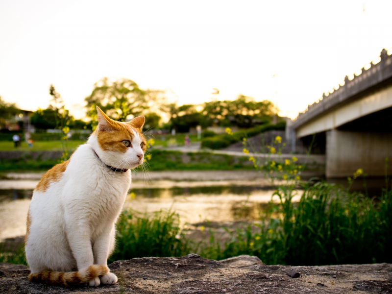 мост, река, кошка