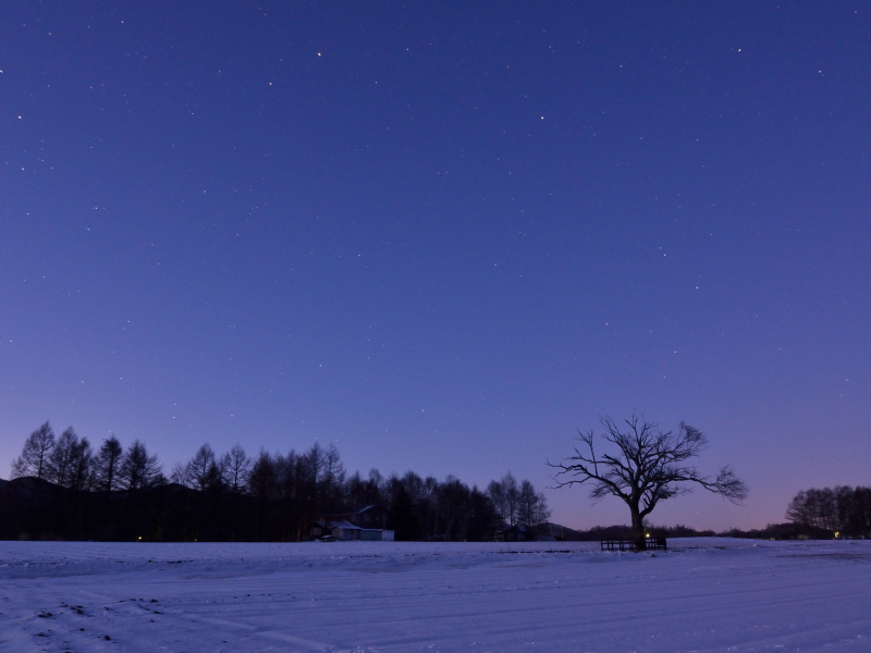 ночь, зима, япония, деревья, небо, поле, сиреневое, снег