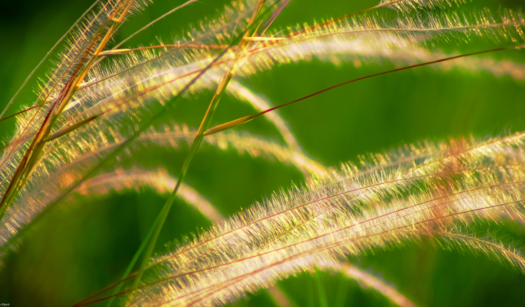 Текстура травы, ковыль