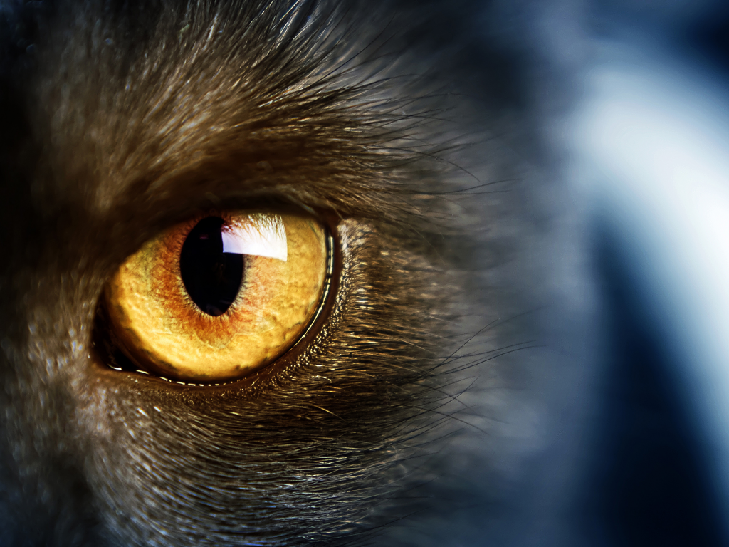 cat, yellow eye, желтые глаза, wild, кошки, дикие