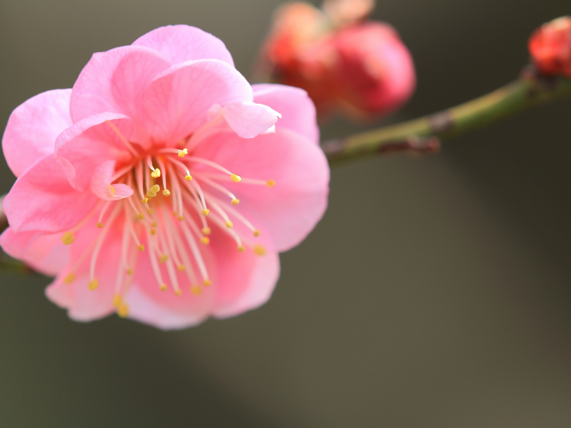 розовый, японский абрикос, ветка, цветок, лепестки
