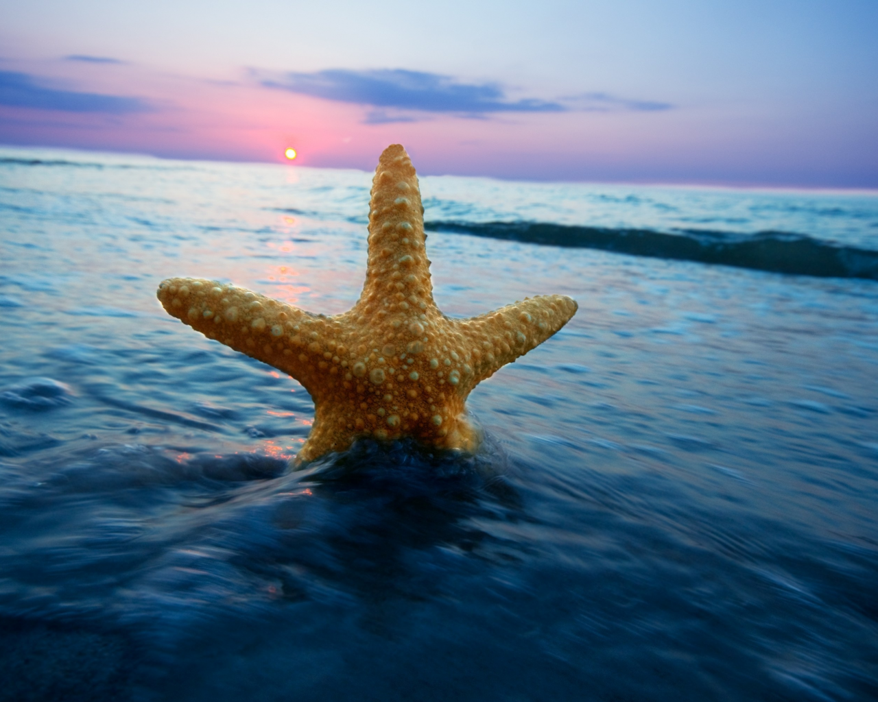 морская звезда, море, волна, природа, горизонт, вода