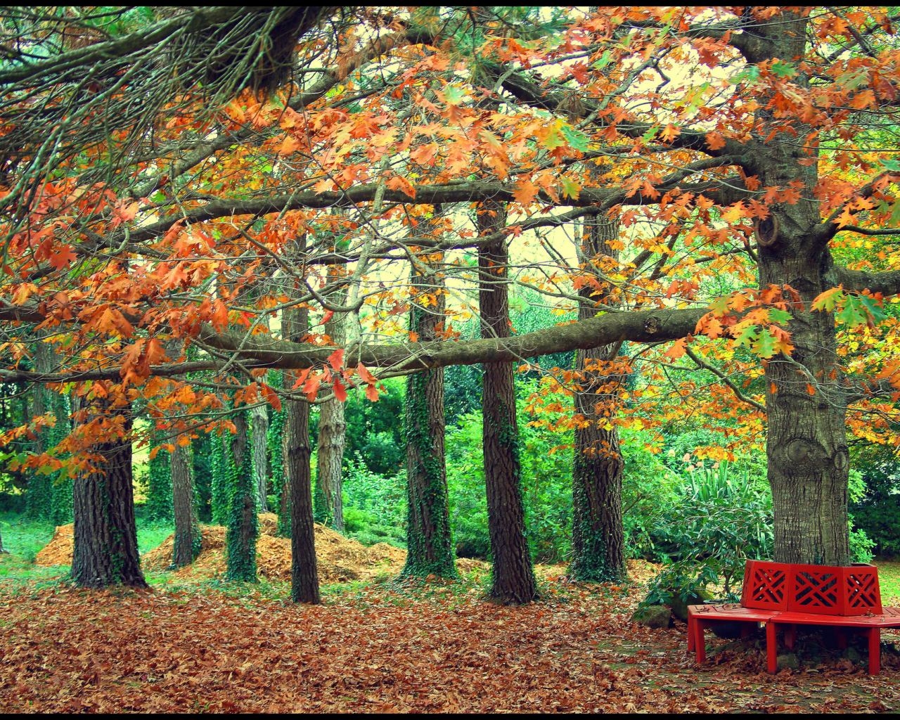 скамейка, осень, парк