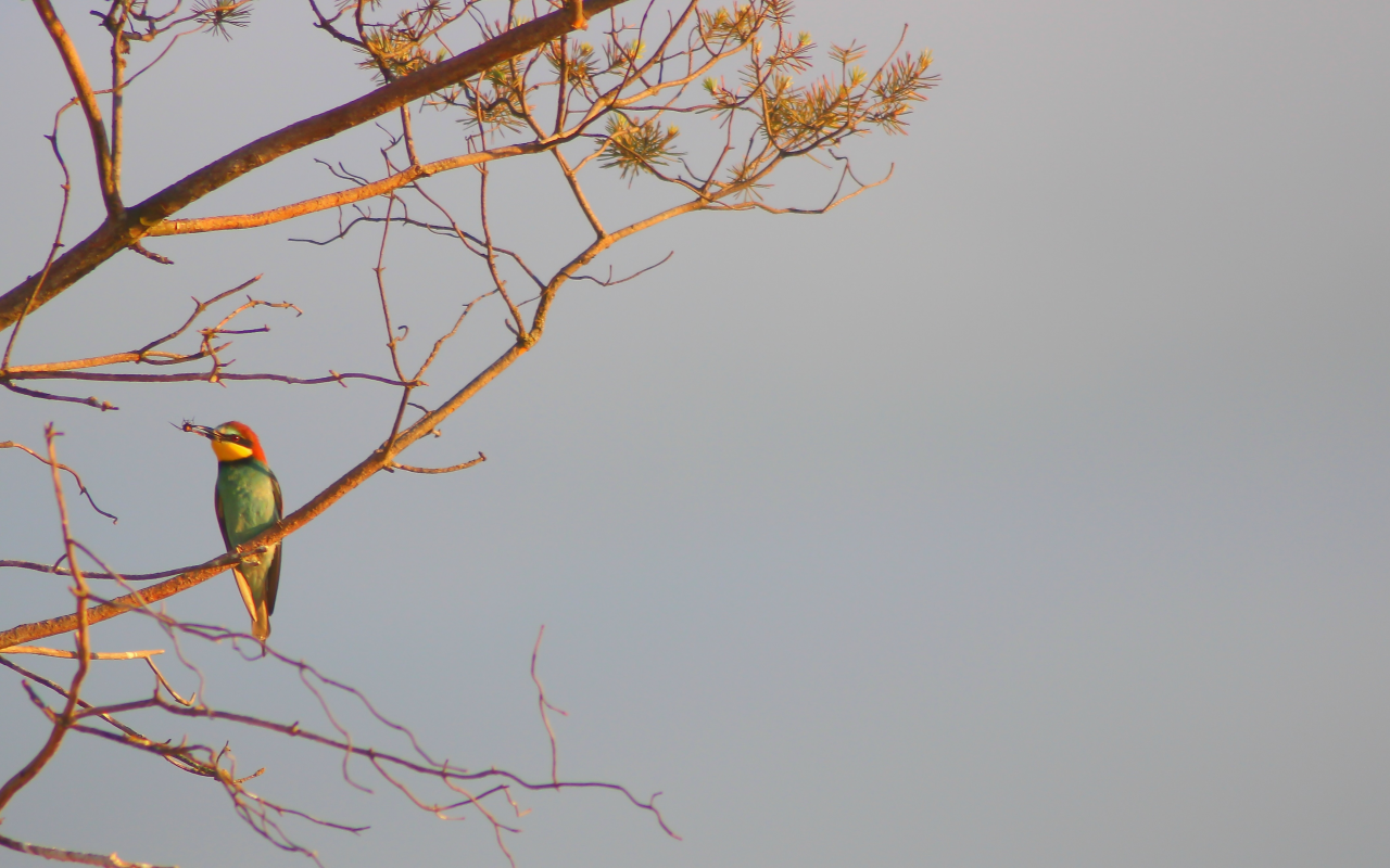 Шурка птица, дерево, фон