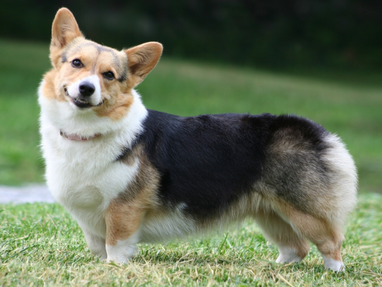 собака, pembroke, морда, пемброк, вельш корги, welsh corgi