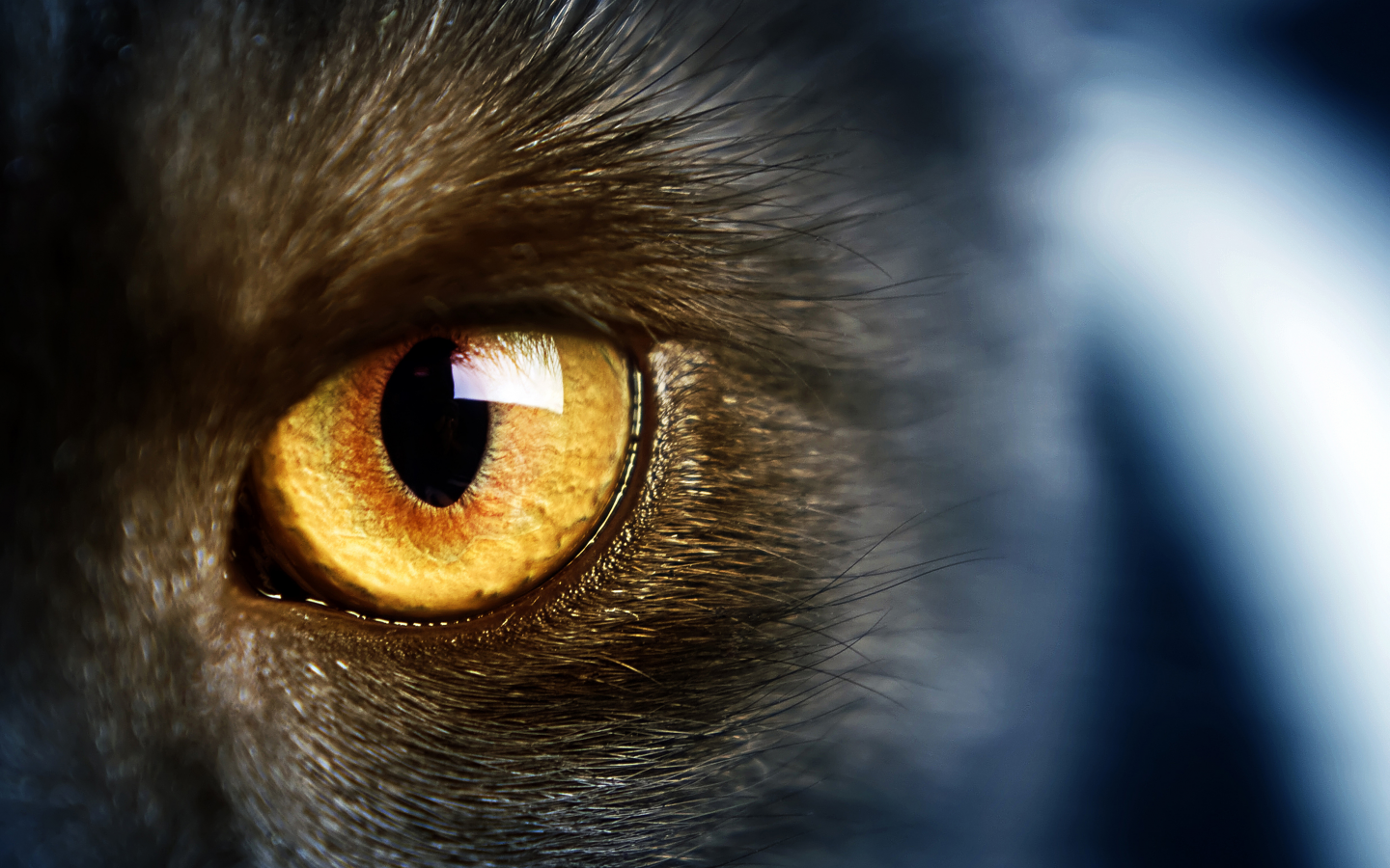 cat, yellow eye, желтые глаза, wild, кошки, дикие