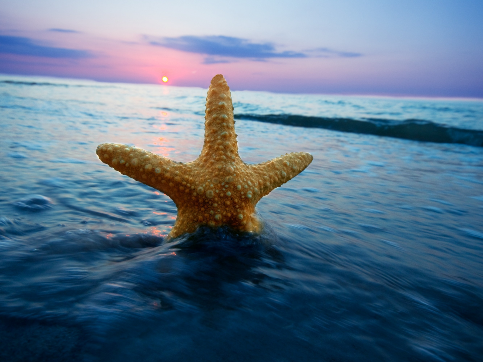 морская звезда, море, волна, природа, горизонт, вода