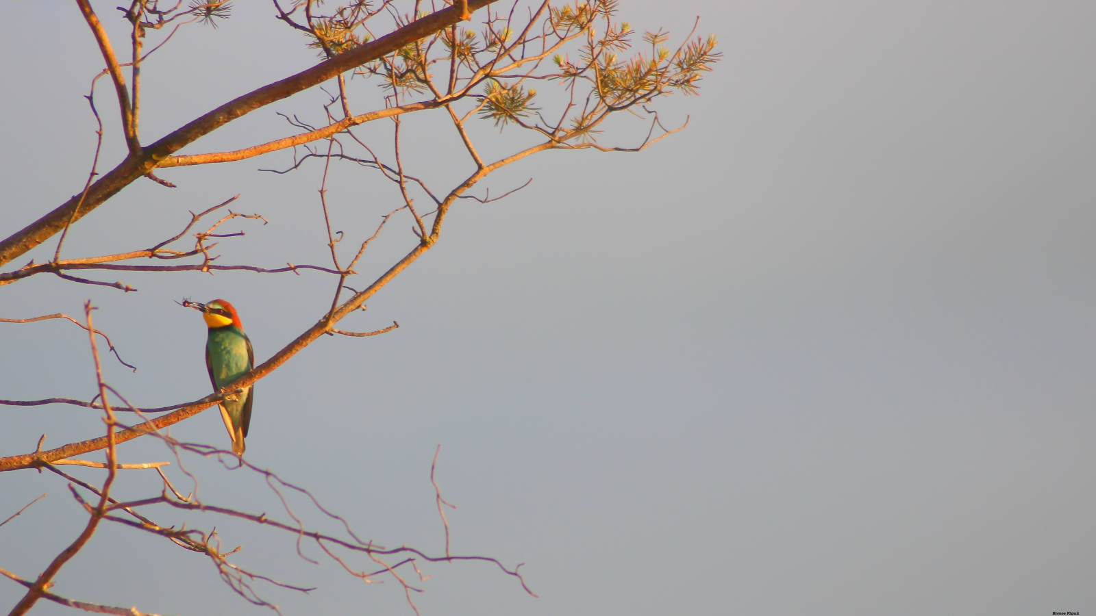 Шурка птица, дерево, фон