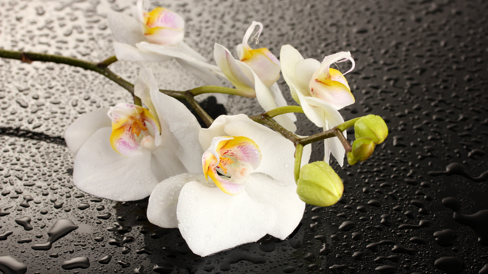 цветок, тень, белые лепестки, вода, орхидея, капли