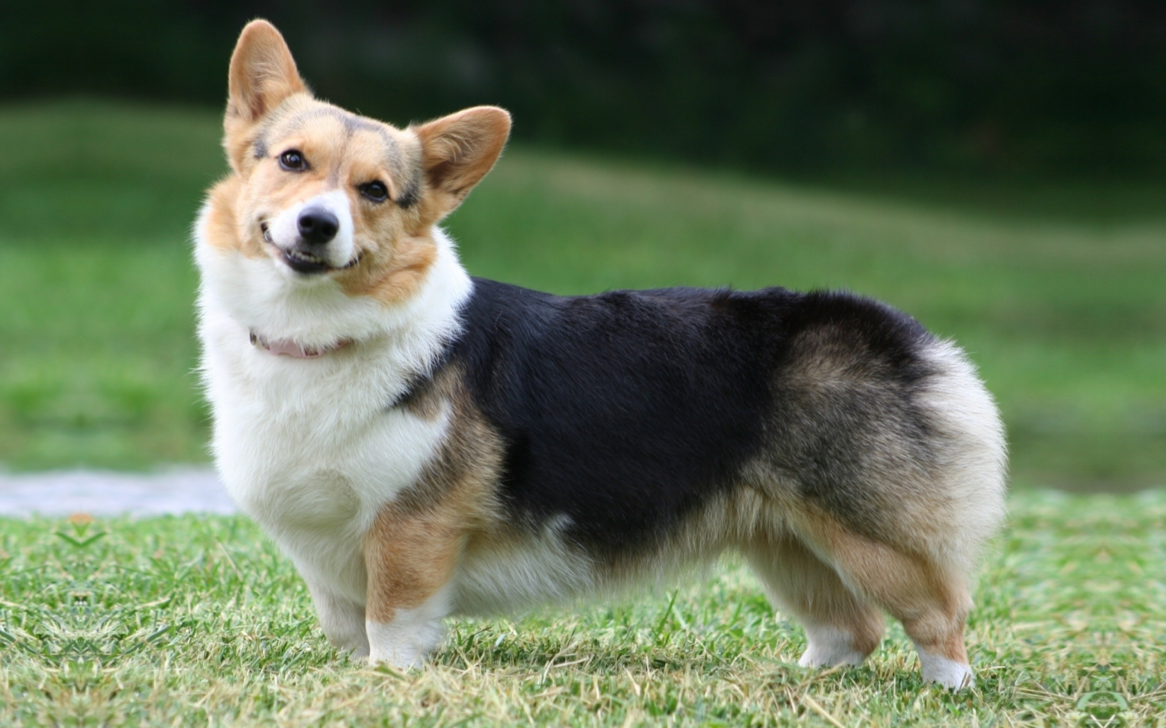 собака, pembroke, морда, пемброк, вельш корги, welsh corgi