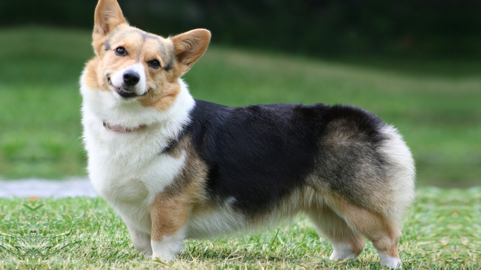 собака, pembroke, морда, пемброк, вельш корги, welsh corgi