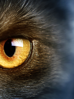 cat, yellow eye, желтые глаза, wild, кошки, дикие