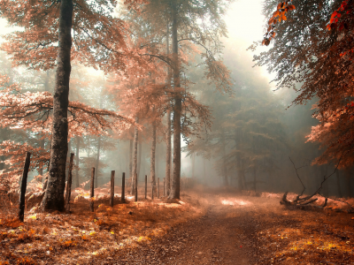 дорога, лес, ограда, осень, туман