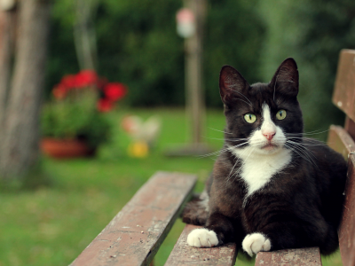 кот, скамейка, черно-белый, кошка, взгляд