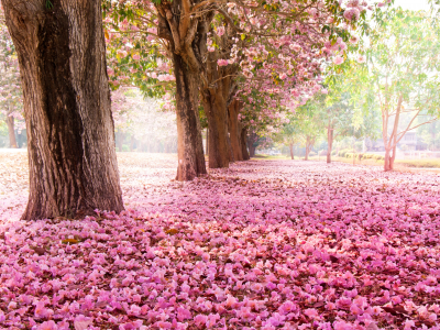 цветы, сакура, цветение, парк, природа, розовые, деревья