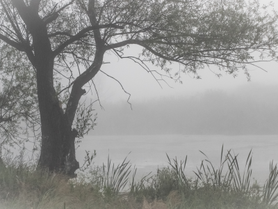туман, утро, лес
