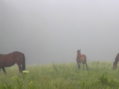 лошади, утро, туман