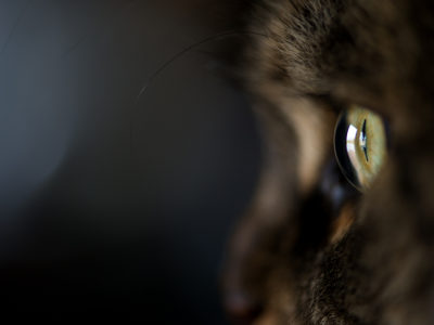 кот, кошка, глаз, шерсть, котэ, темный фон, макро