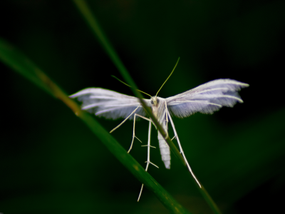 бабочка ангел, трава, свет