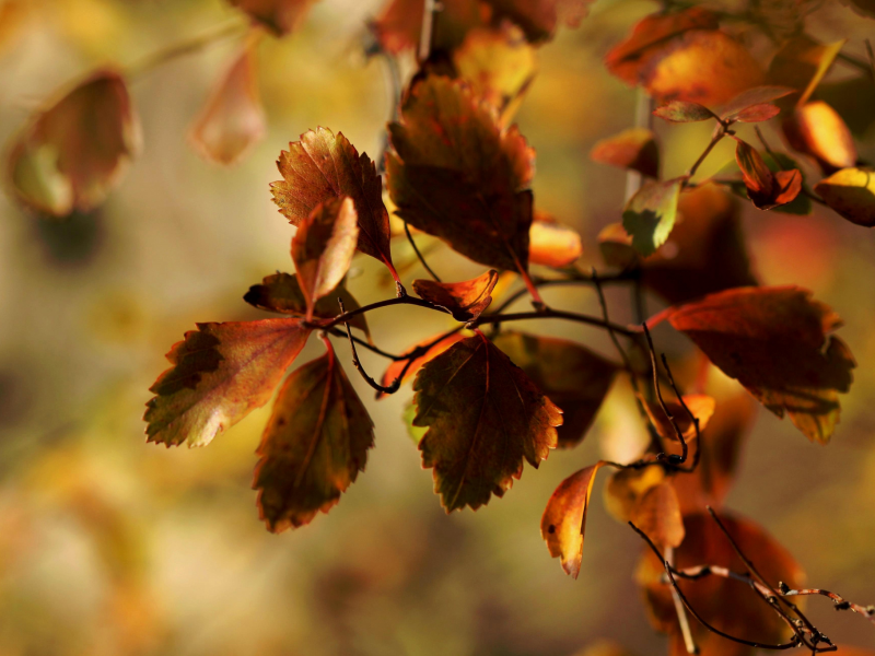 janet рhotography, ветка, листва, осень, макро