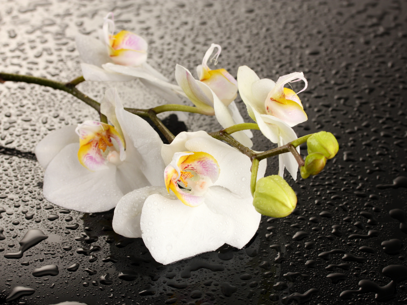 цветок, тень, белые лепестки, вода, орхидея, капли
