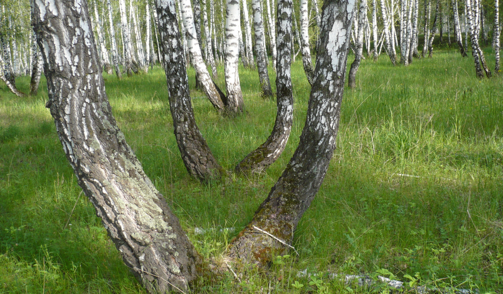 лето, березы, вид, сибирь