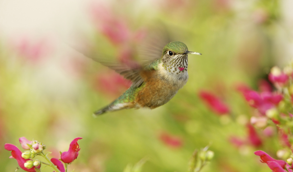 макро, hummingbird, колибри, птичка, в полете