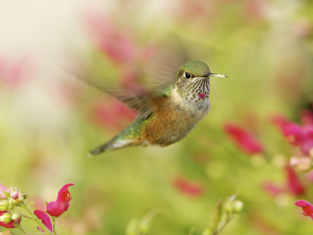 макро, hummingbird, колибри, птичка, в полете