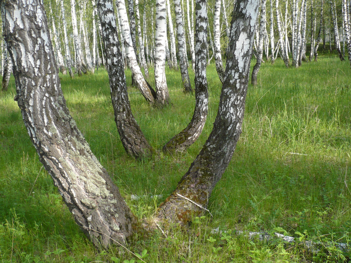 лето, березы, вид, сибирь